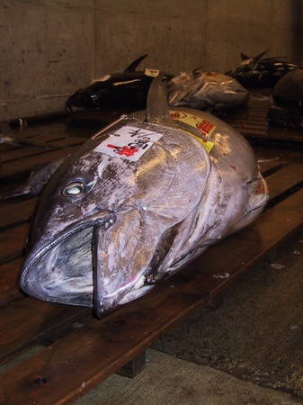 Fisch